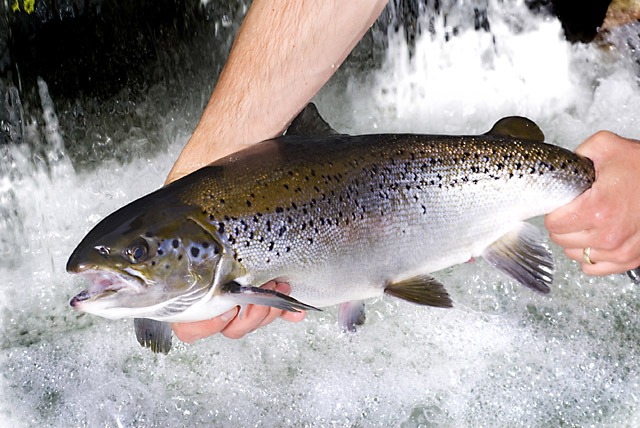 A person is holding a North American Atlantic Salmon above the rushing water.