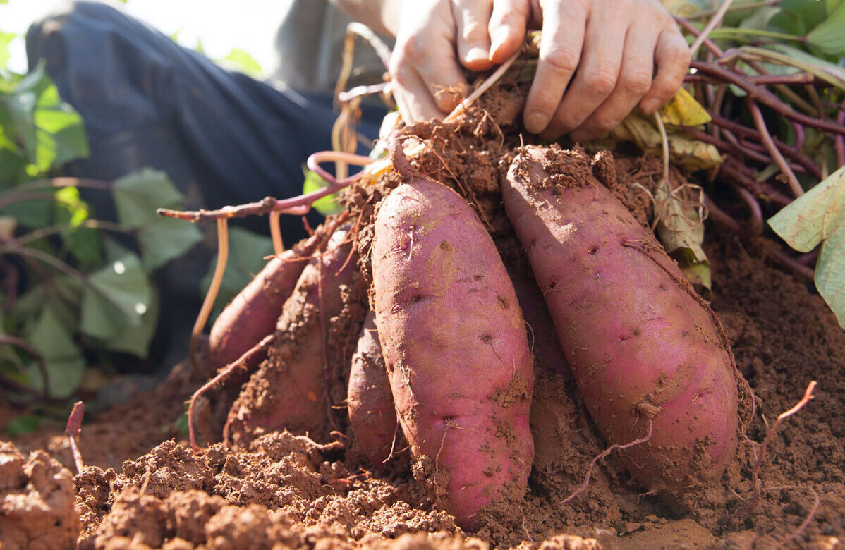 A harvester pulls a cluster of sweet potatoes from the ground by hand