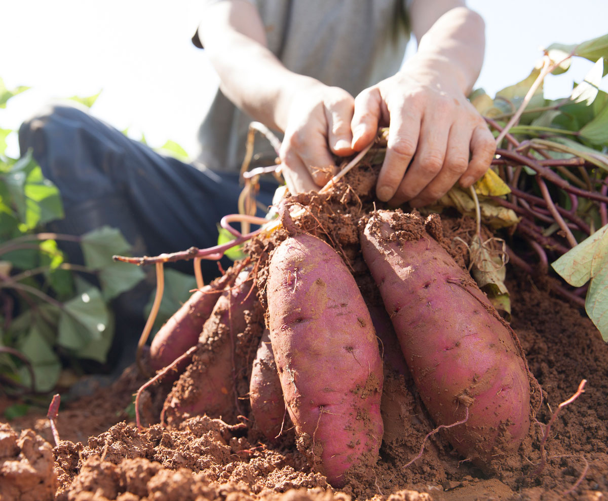 A harvester pulls a cluster of sweet potatoes from the ground by hand