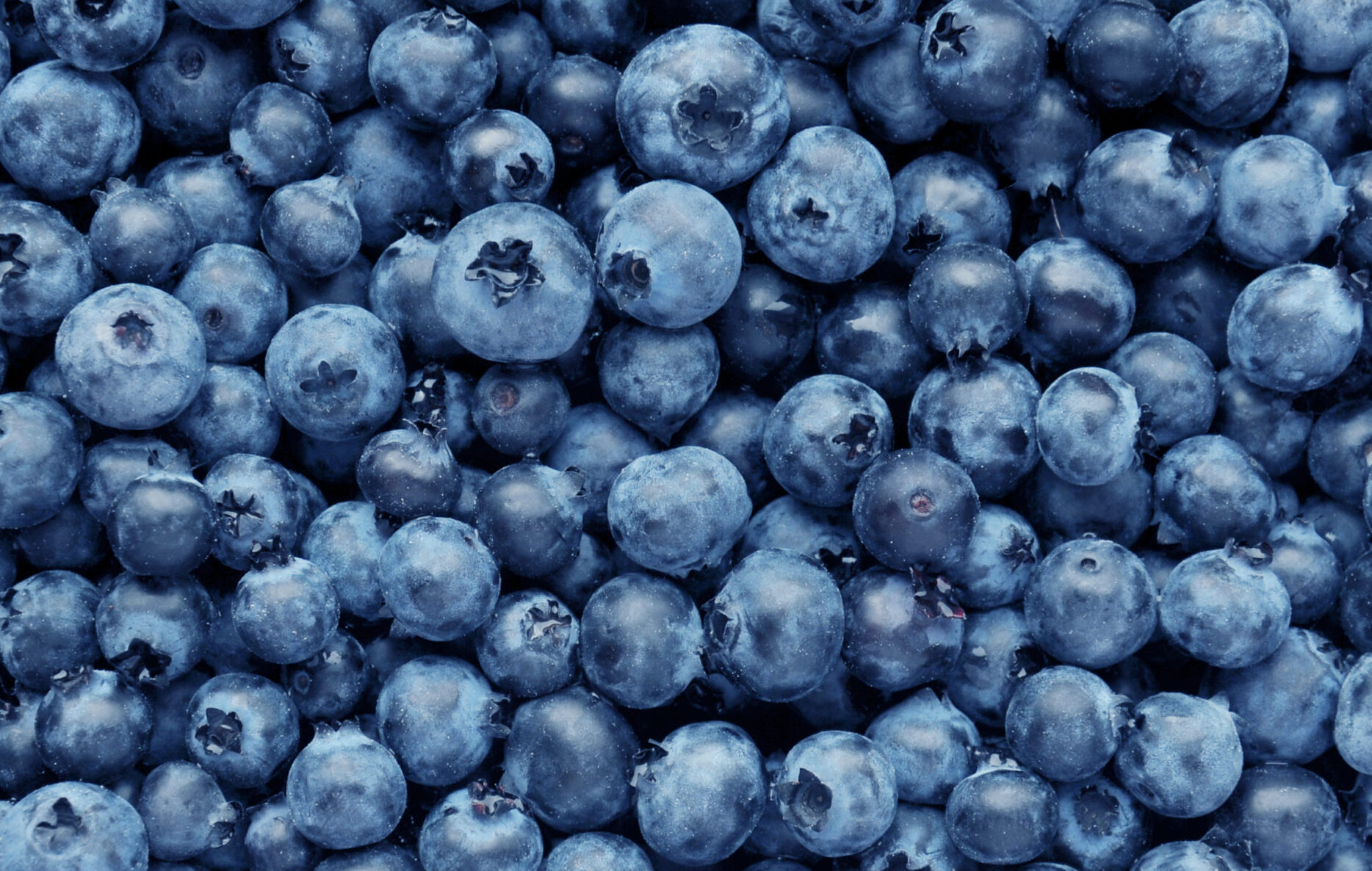 A background full of freshly picked blueberries