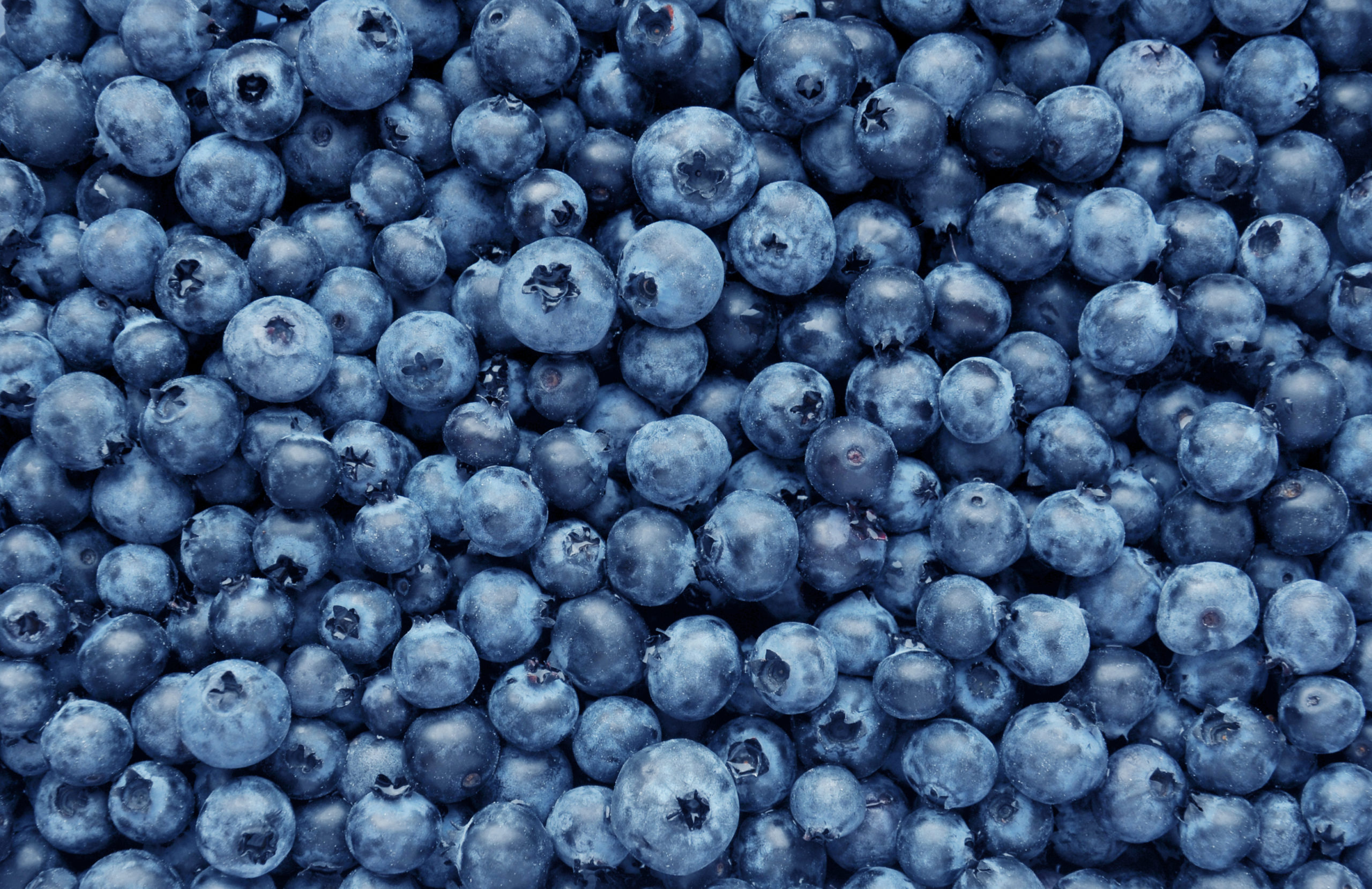 A background full of freshly picked blueberries