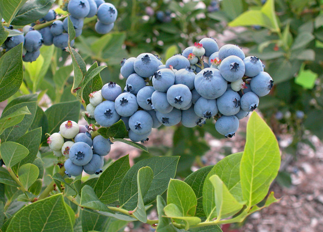 A close up of blueberry fruits in the field, in various stages of maturity