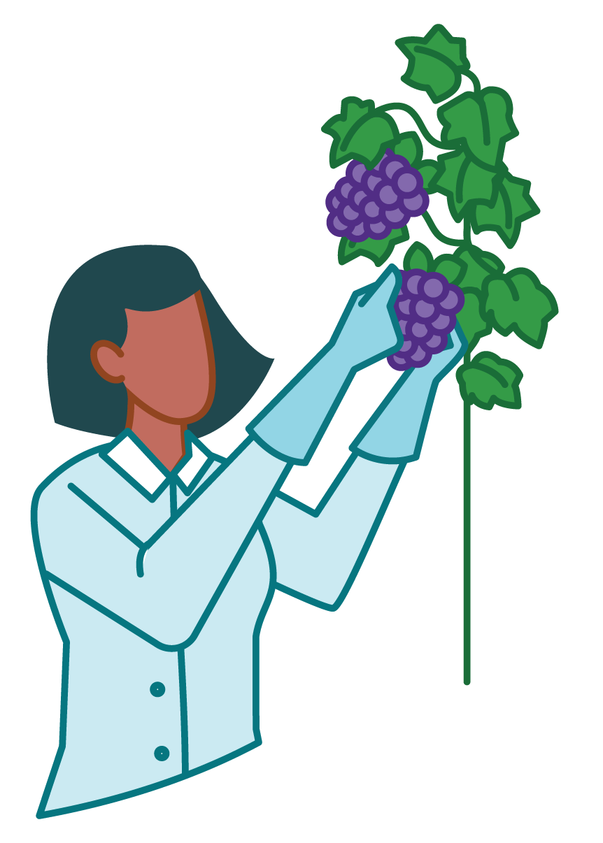 Illustration of a grape breeder tending vines