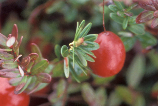 close up of cranberries on the bush