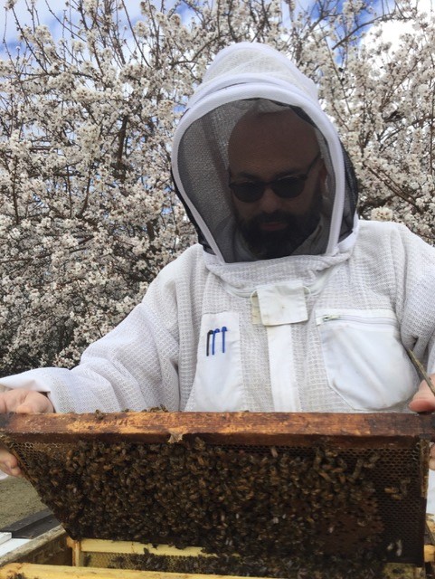 A beekeeper wears a white protective suit as he inspects a full tray of honeybees in the outdoors.