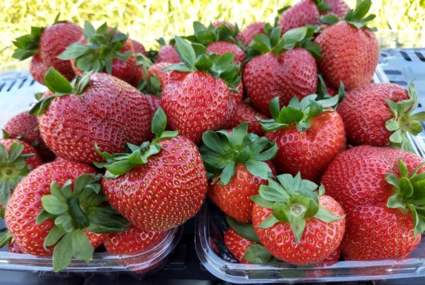 a cluster of ripe strawberries in harvest baskets