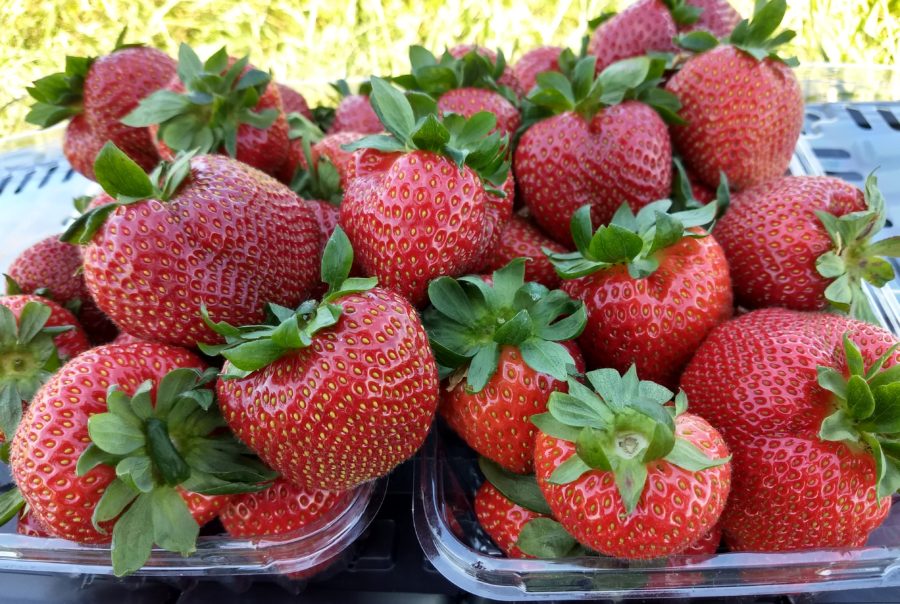 Table Grape Breeding Insight