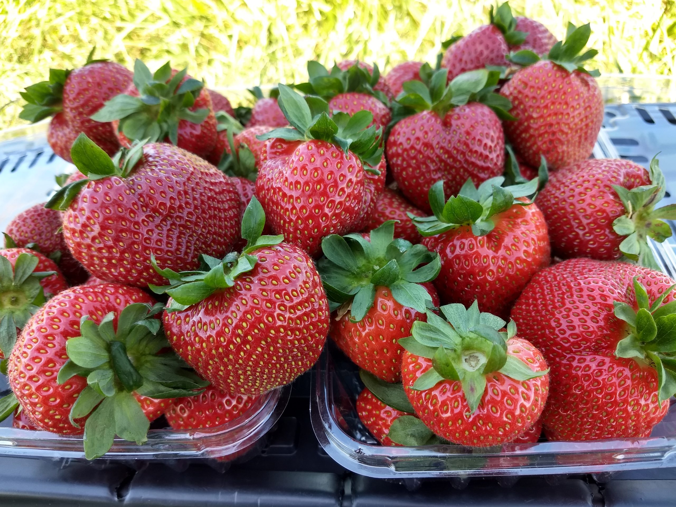 a cluster of ripe strawberries in harvest baskets