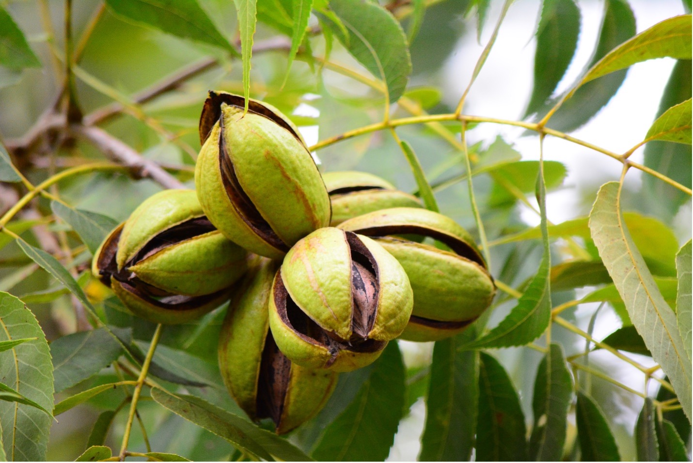 Cluster of pecan nuts on a tree