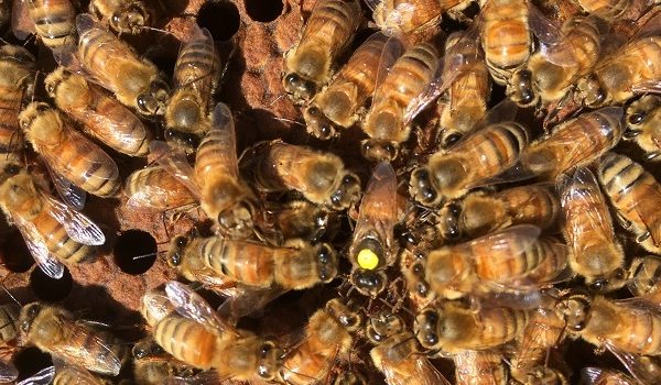 A cluster of honeybees. The queen is marked with a yellow dot on her back.