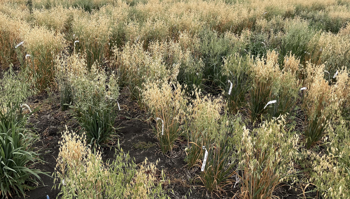 oat growing in a field