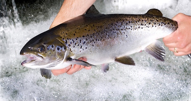 A person is holding a live salmon above rushing water