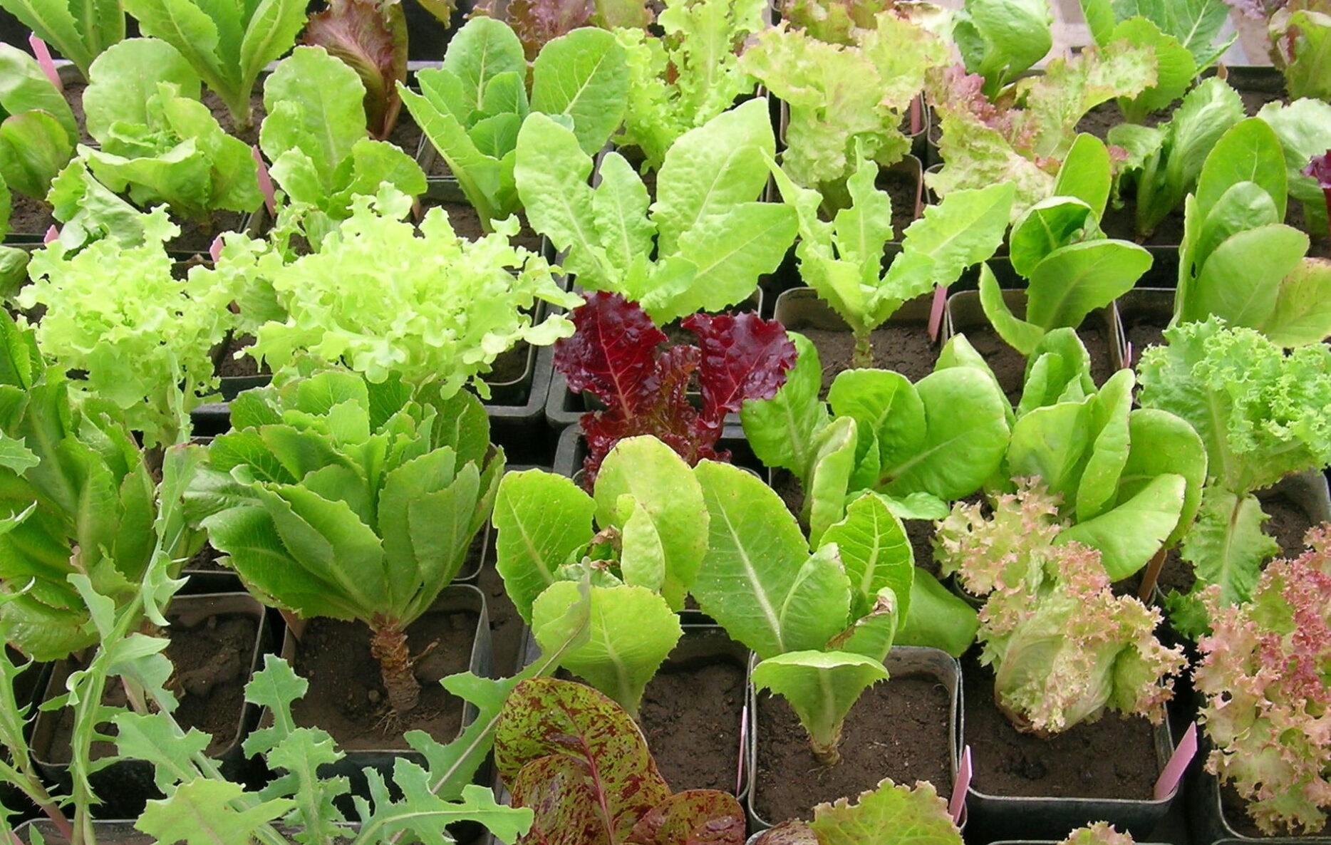 A tray full of lettuce seedlings of diverse varieties, colors and textures
