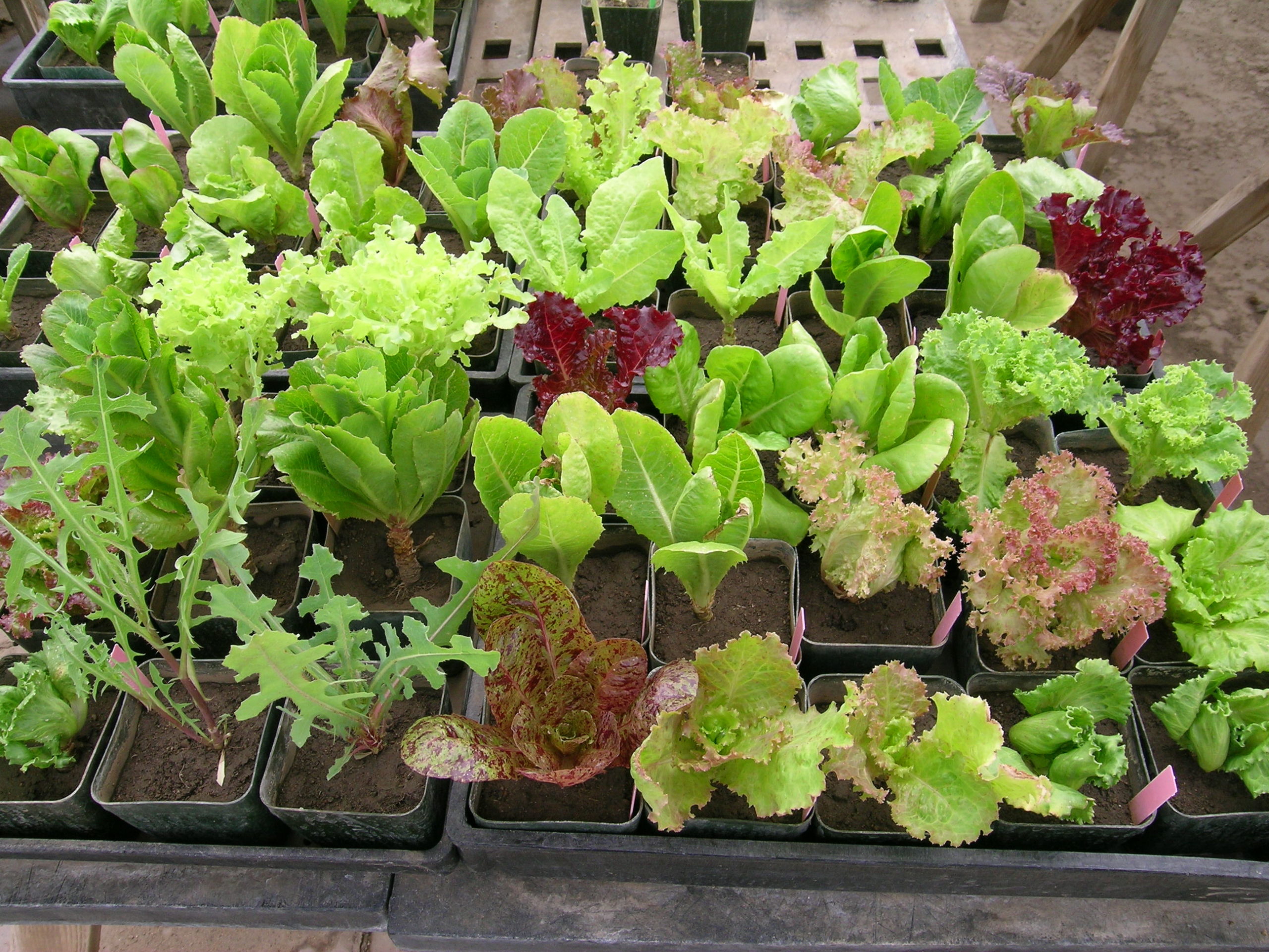 A tray full of lettuce seedlings of diverse varieties, colors and textures