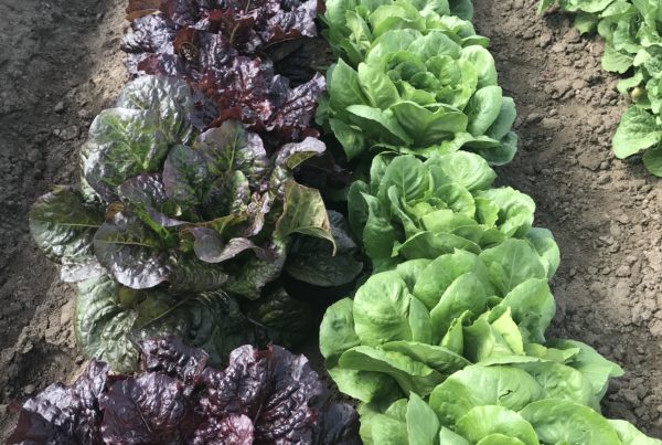 closeup of 2 varieties of lettuce growing in a rows