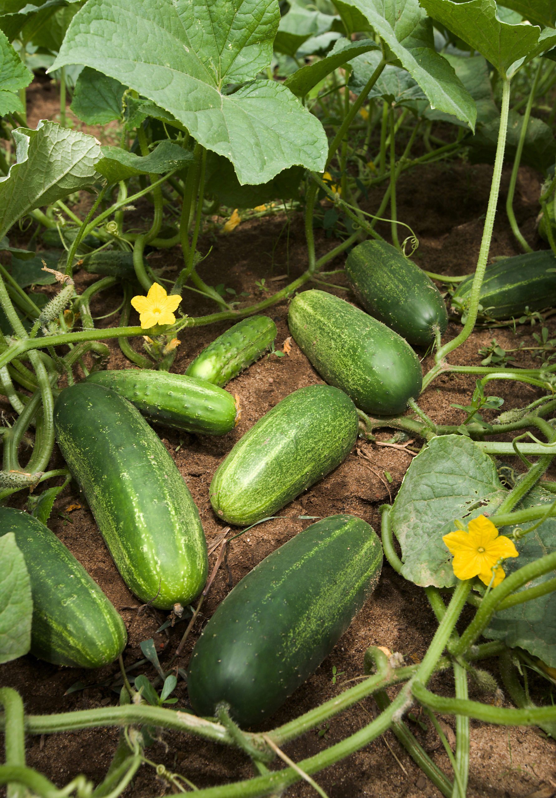 Cucumbers growing on the vine