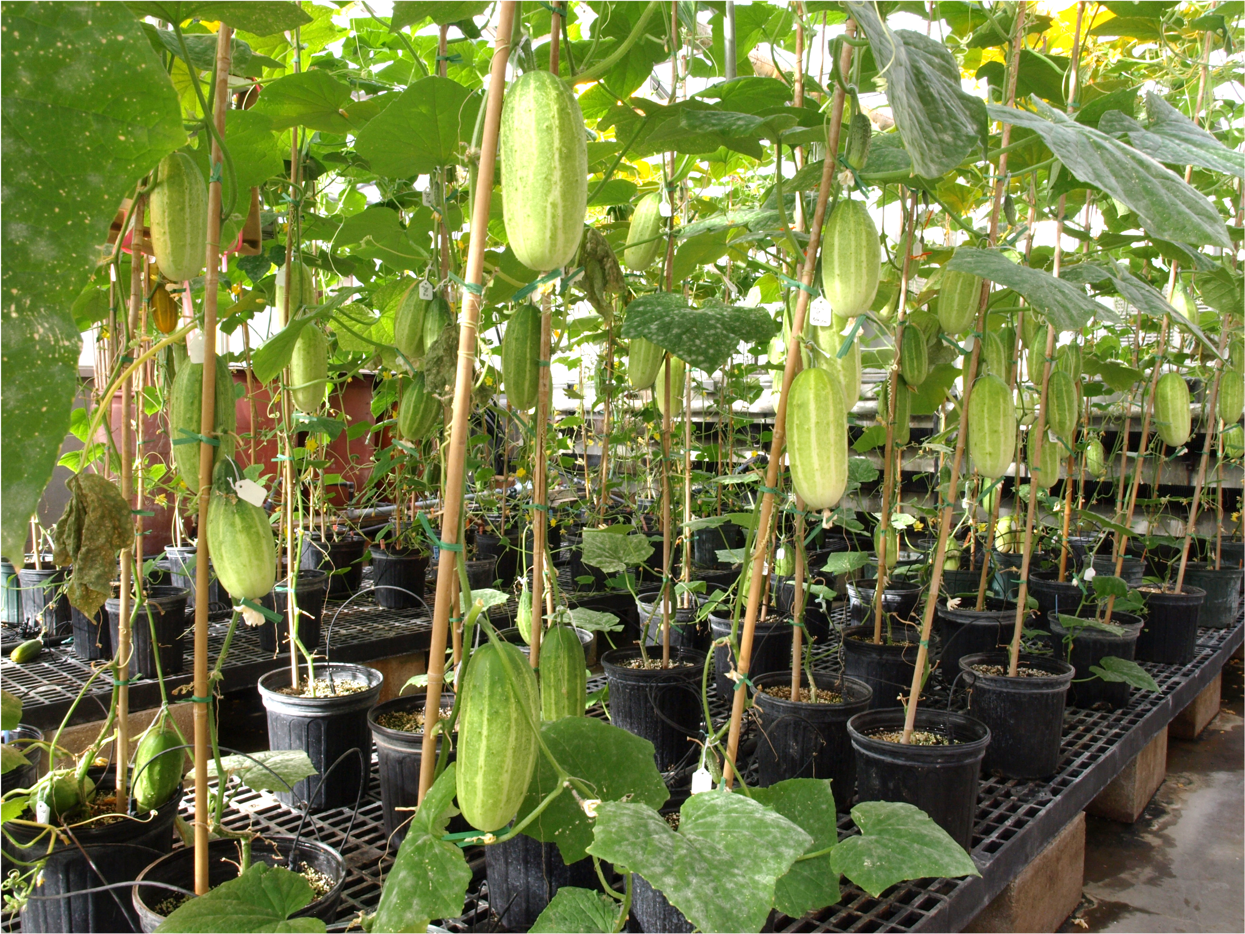 Cucumbers growing on vines in a greenhouse