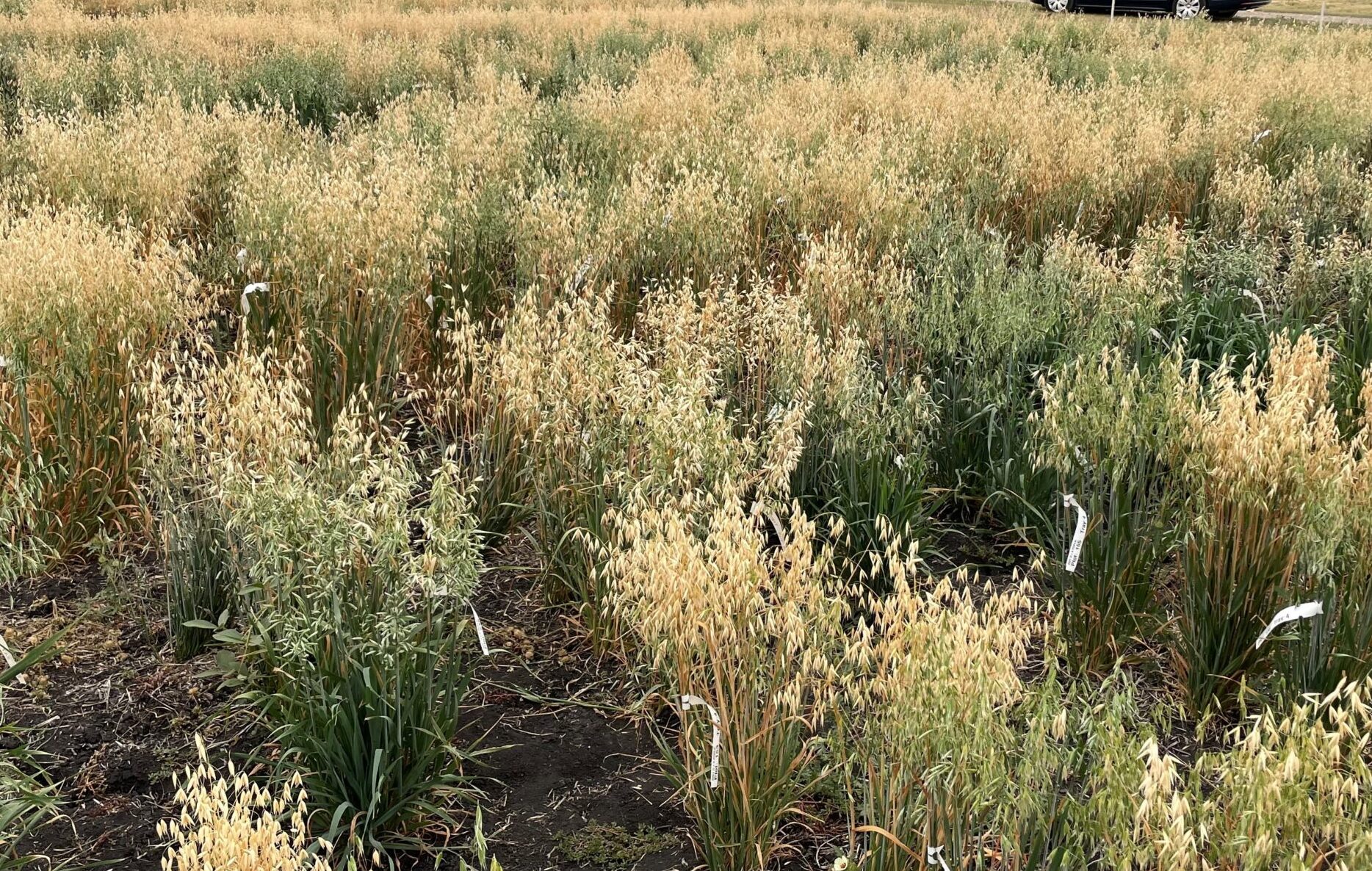 A field of oats for research