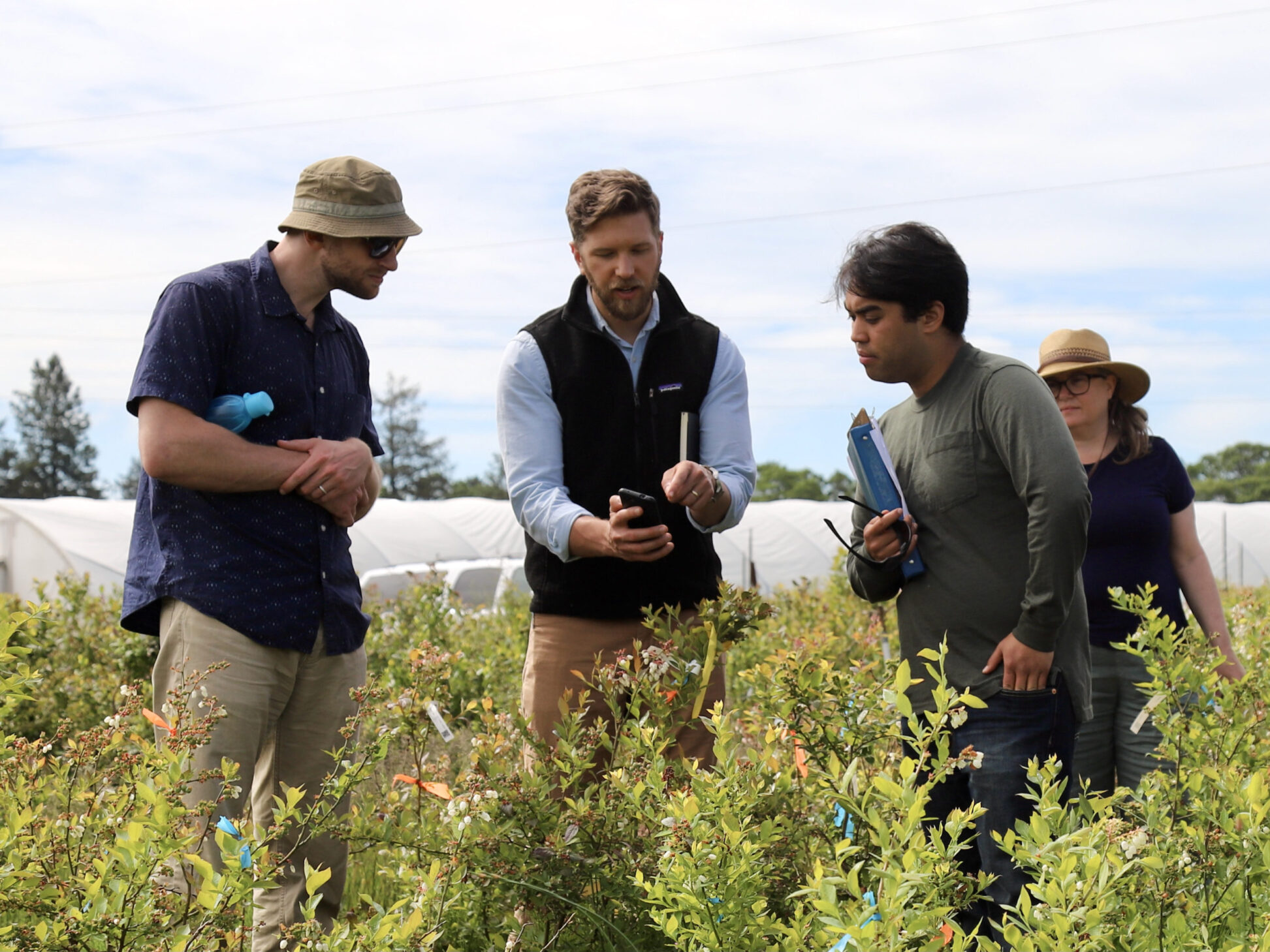4 scientists in blueberry field look at a tablet