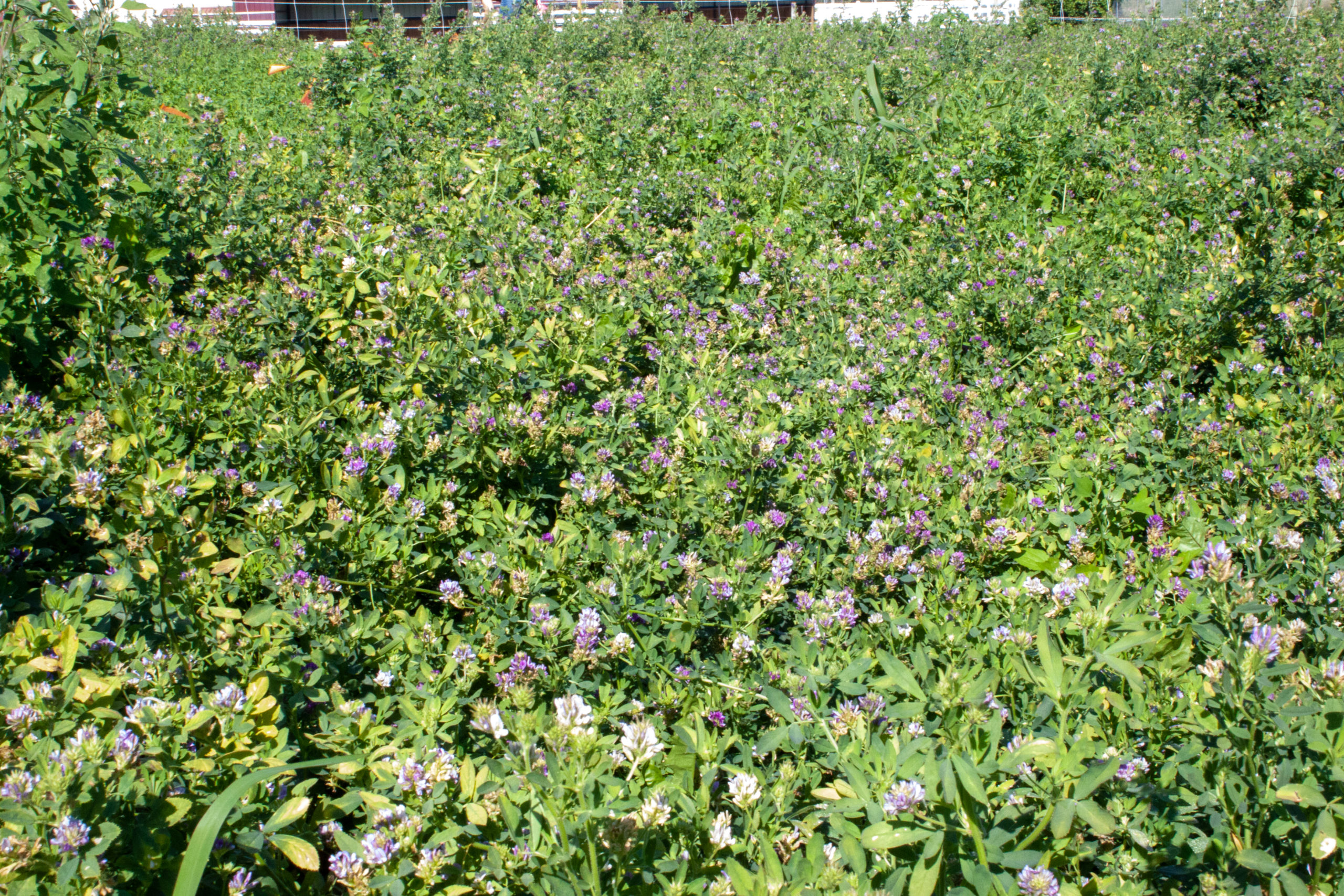 Green and healthy alfalfa plants growing in the field