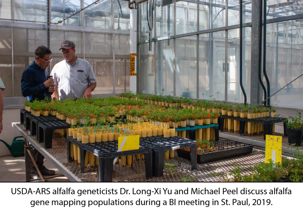 USDA-ARS alfalfa geneticists Dr. Long-Xi Yu and Michael Peel discuss alfalfa gene mapping populations during a Breeding Insight meeting in St. Paul, 2019.