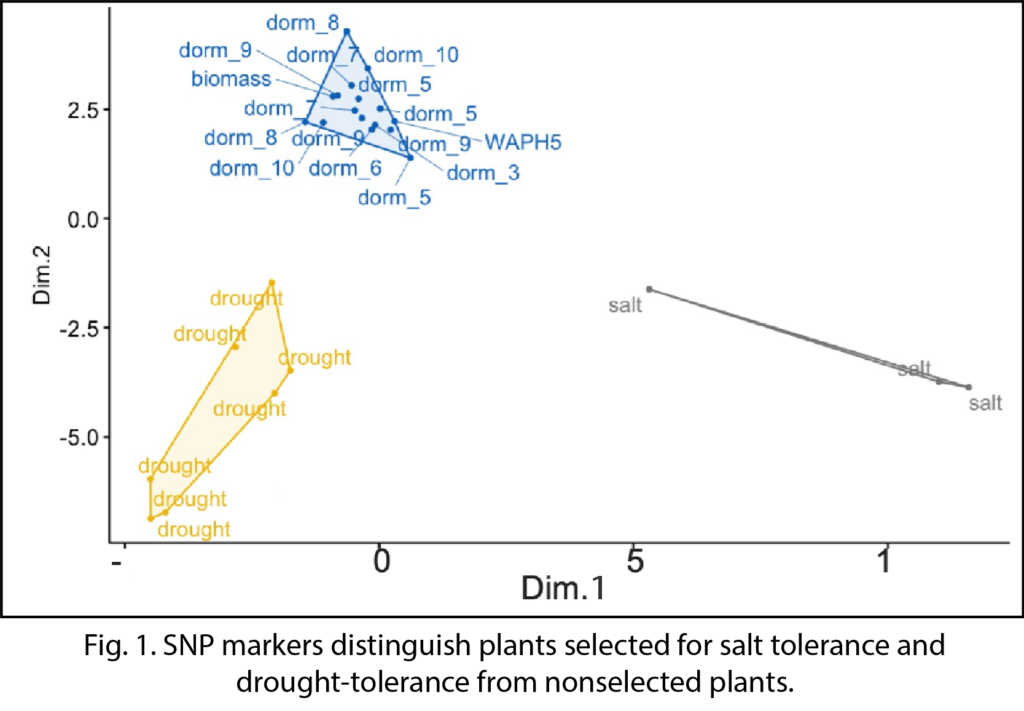 SNP markers distinguish plants selected for salt tolerance and drought-tolerance from nonselected plants.
