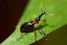 Picture of a sweetpotato weevil
