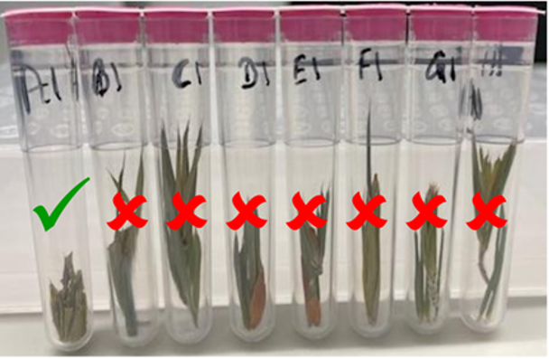 Not to do, leaf samples different levels in tubes