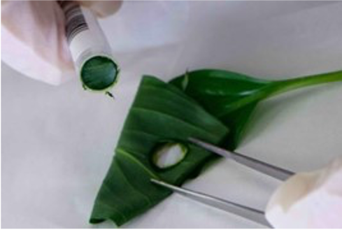 tube cutting of leaf sample