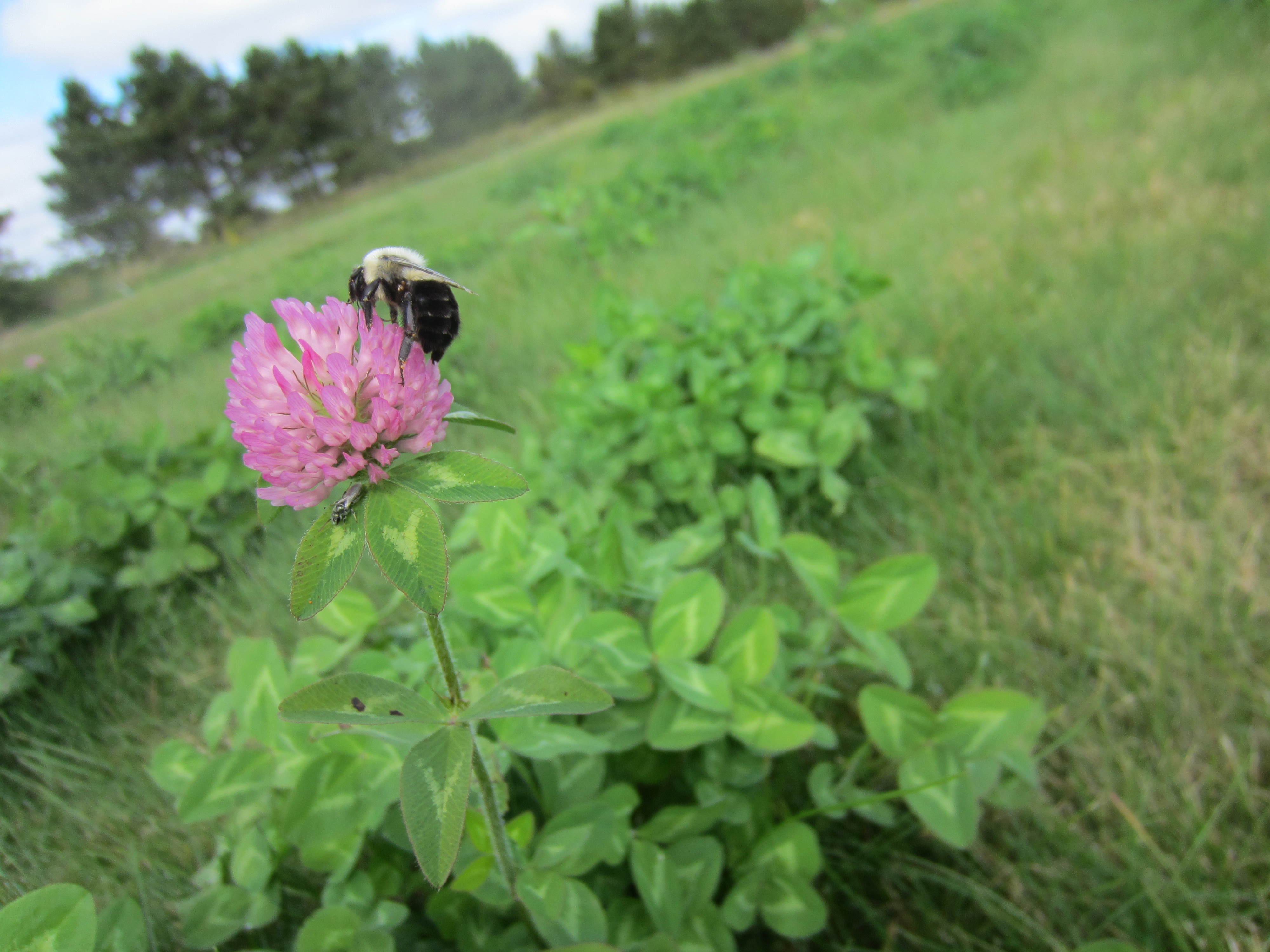 Red Clover/Cover Crops