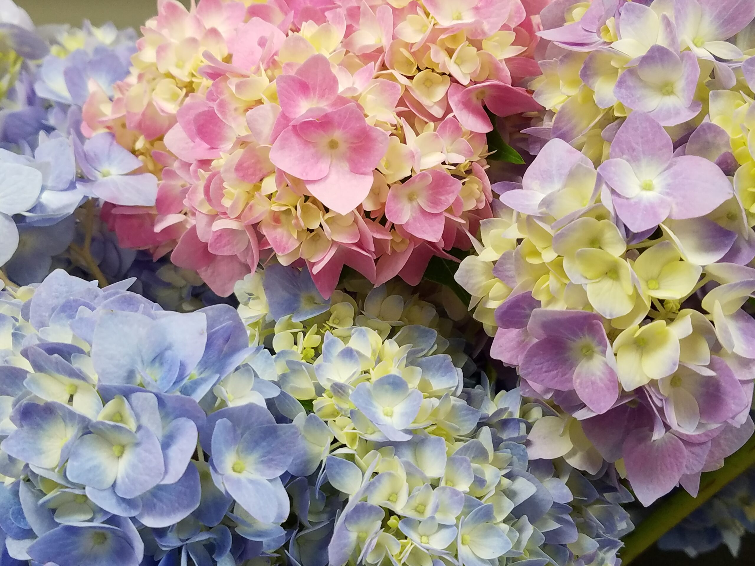 Hydrangeas