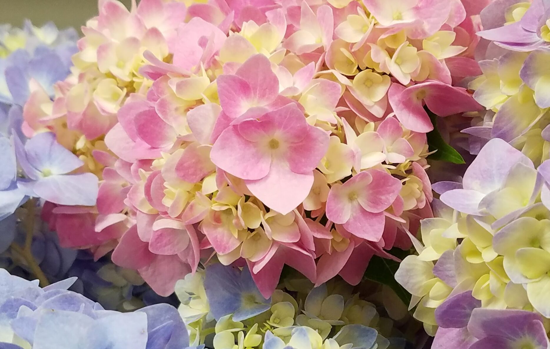 hydrangea