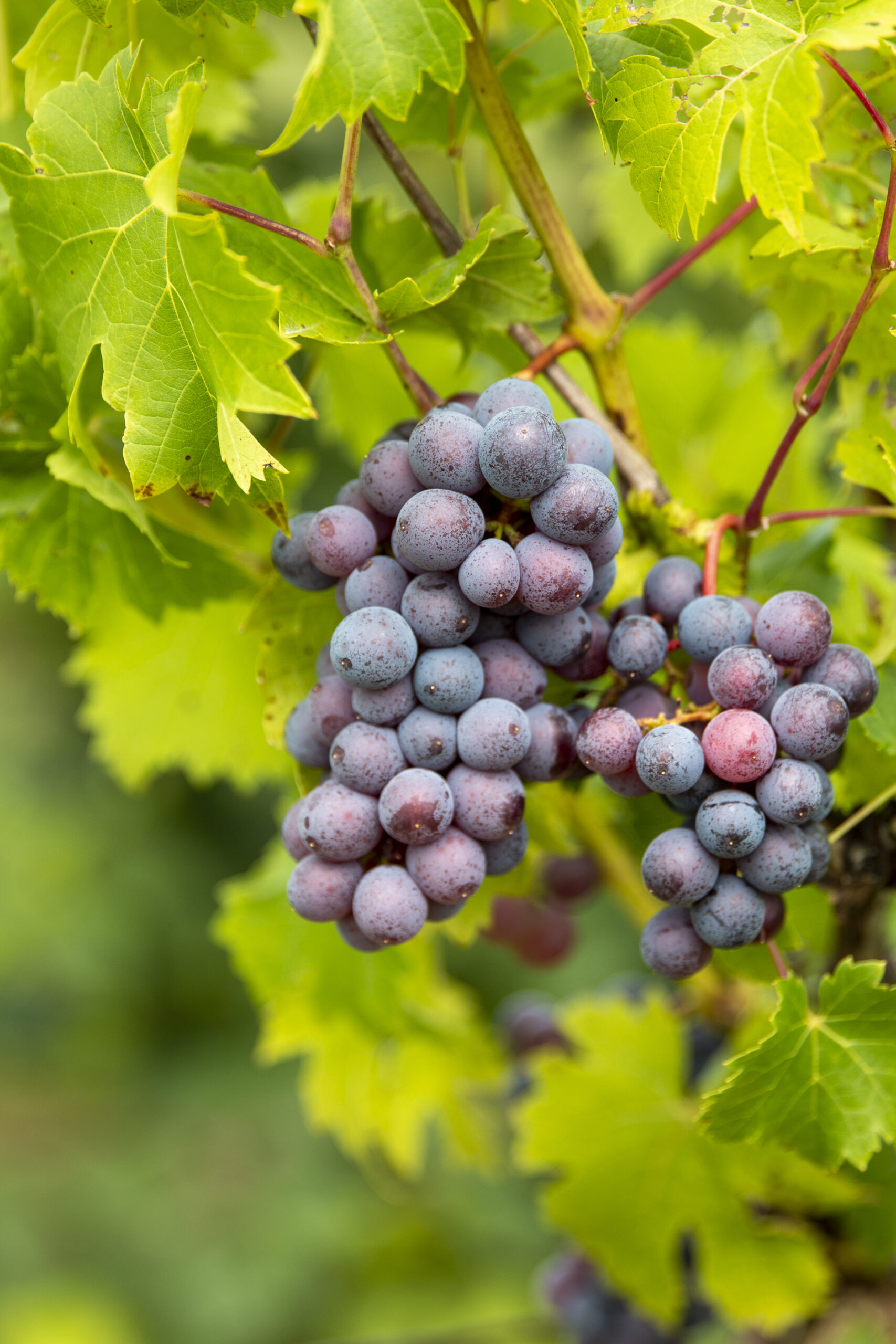 grape cluster on vine