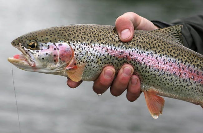 rainbow trout