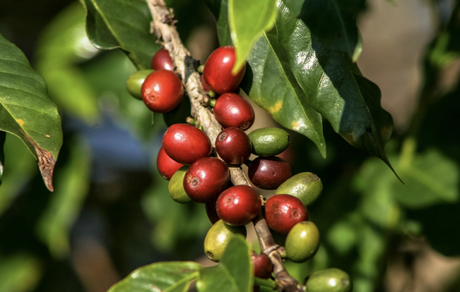 coffee plant