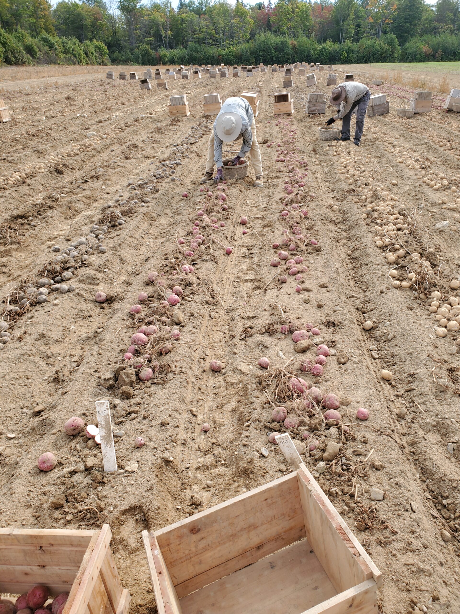 Potato harvest