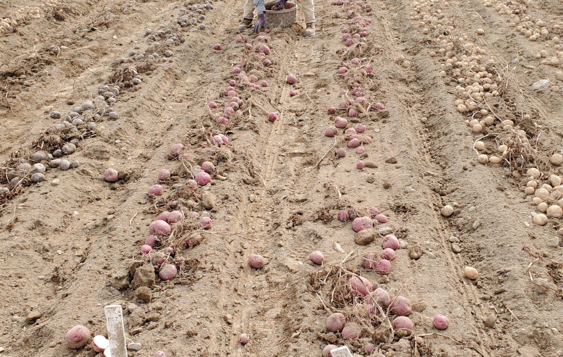 potato harvest