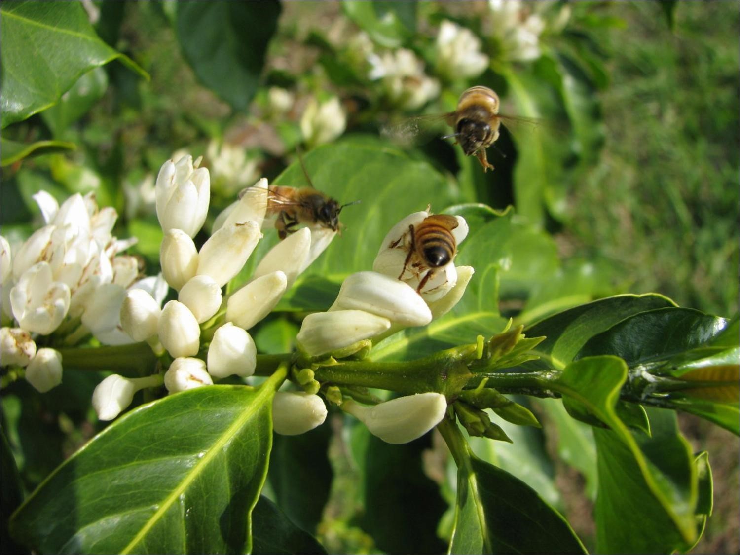 Coffee flowers