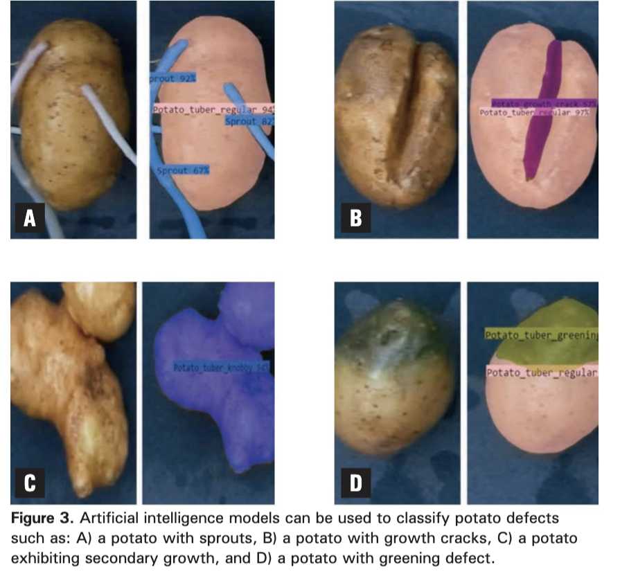 Potato AI imaging